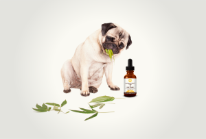 CBD Oil for Dogs